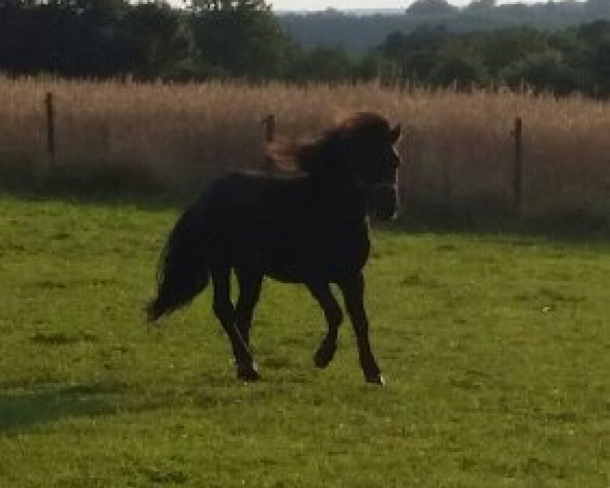 stallion Prinz jolly jumper (Shetland Pony, 2012, from Paradox)