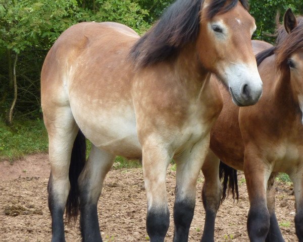 horse Mira (Rhenish-German Cold-Blood, 2013, from Erkan)