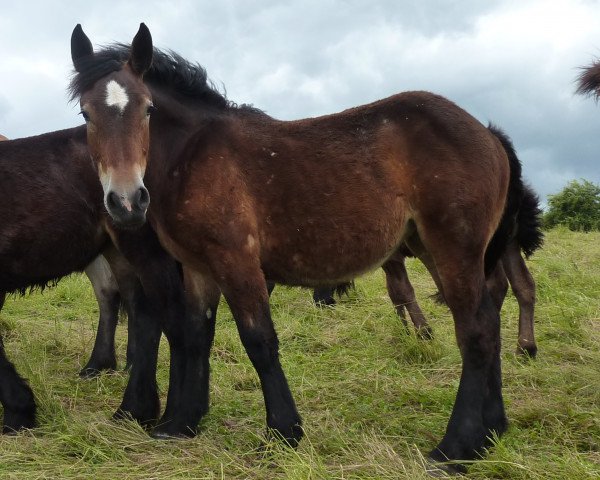 horse Osiana (Rhenish-German Cold-Blood, 2013, from Erkan)