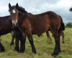 horse Osiana (Rhenish-German Cold-Blood, 2013, from Erkan)