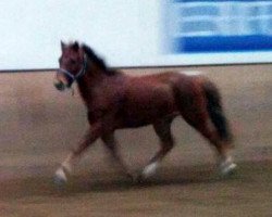 dressage horse Cocktail (Welsh-Pony (Section B), 2006, from Corado)