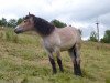 horse Emilio (Rhenish-German Cold-Blood, 2012, from Erkan)