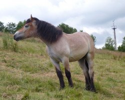 Pferd Emilio (Rheinisch-Deutsches Kaltblut, 2012, von Erkan)