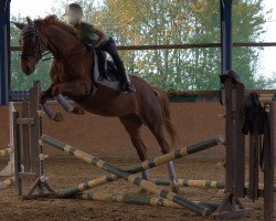 dressage horse Lucynda 2 (Hanoverian, 2006, from Lauries As)