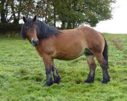 broodmare Romy (Saxon-Thuringian Draughthorse, 2004, from Enno)