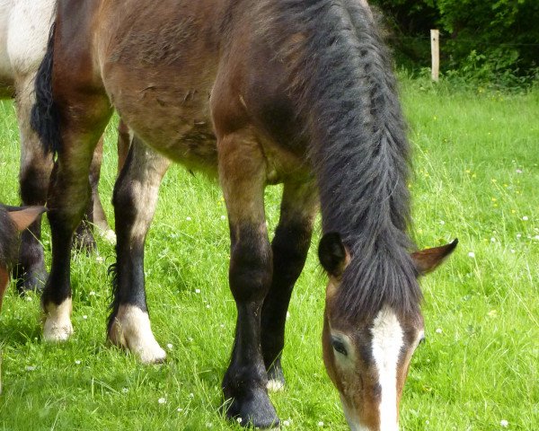 horse Olympus (Rhenish-German Cold-Blood, 2012, from Olymp von Wallwitz)