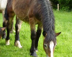 horse Olympus (Rhenish-German Cold-Blood, 2012, from Olymp von Wallwitz)