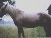 stallion Gullding RR 108 (Gotland Pony, 1948, from Bodick RR 98)