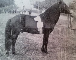 Deckhengst Putte 77 (Gotland-Pony, 1930, von Algo RR 71)