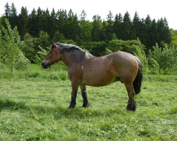 broodmare Ulme (Saxon-Thuringian Draughthorse, 1997, from Eiko)