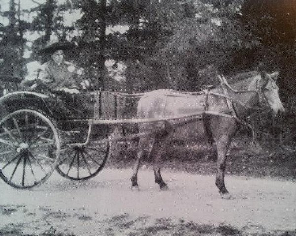 broodmare Gullan II 111 (Gotland Pony, 1909, from Gullis RR 26)
