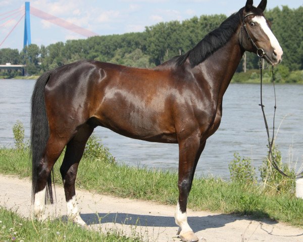 dressage horse Don Petro M (Saxony-Anhaltiner, 2002, from Dionysos 19)
