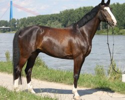 dressage horse Don Petro M (Saxony-Anhaltiner, 2002, from Dionysos 19)