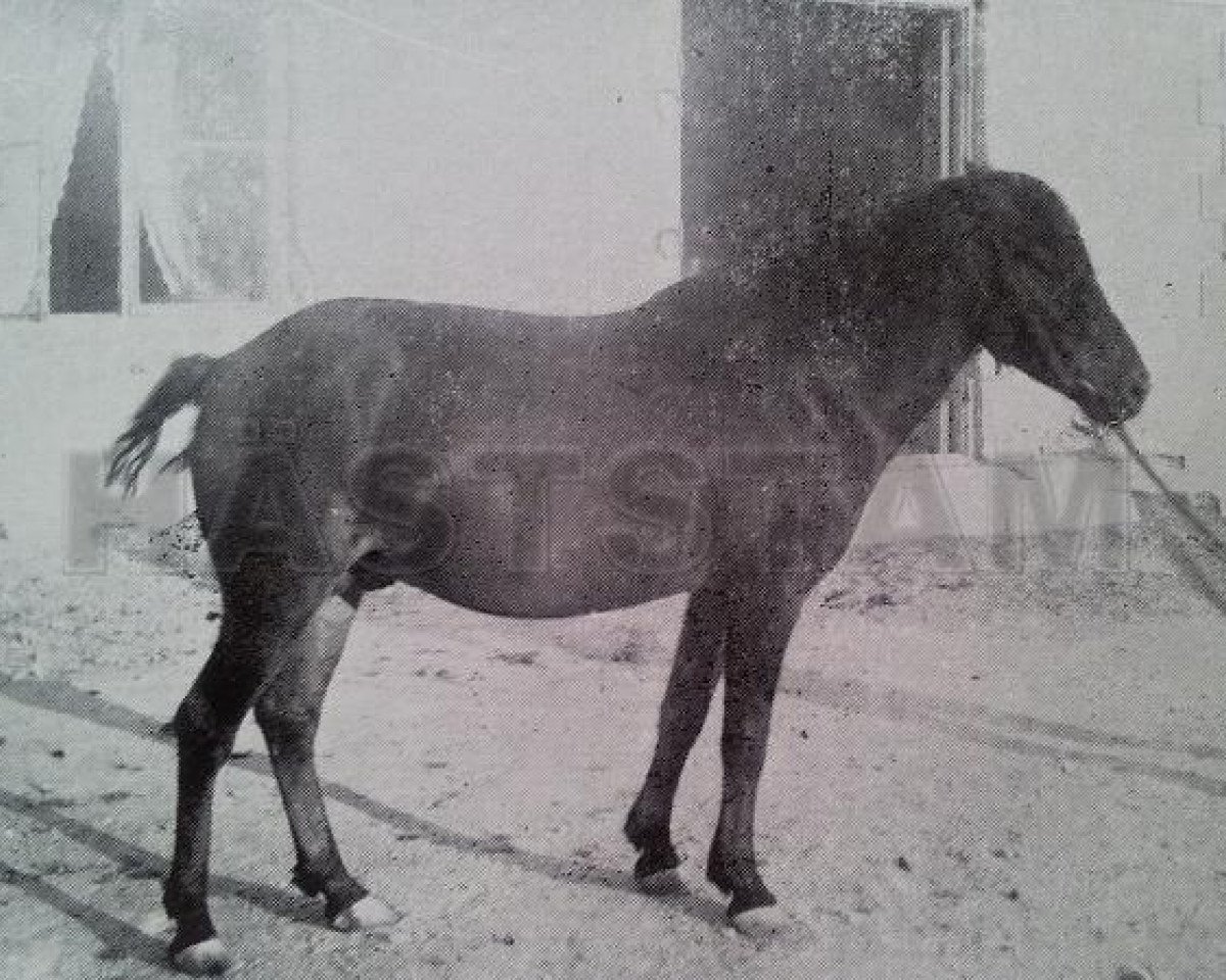 stallion Adam RR 6 (Gotland Pony, 1898)