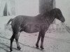 stallion Adam RR 6 (Gotland Pony, 1898)