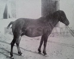 stallion Adam RR 6 (Gotland Pony, 1898)