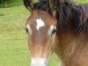 horse Edoras (Rhenish-German Cold-Blood, 2012, from Erkan)