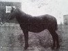 stallion Gudmar RR 36 (Gotland Pony, 1908, from Frej RR 4)