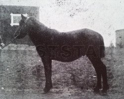 Deckhengst Gudmar RR 36 (Gotland-Pony, 1908, von Frej RR 4)