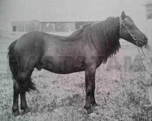 stallion Frej RR 4 (Gotland Pony, 1897)