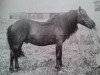 stallion Frej RR 4 (Gotland Pony, 1897)