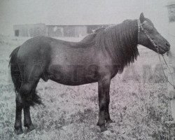 Deckhengst Frej RR 4 (Gotland-Pony, 1897)