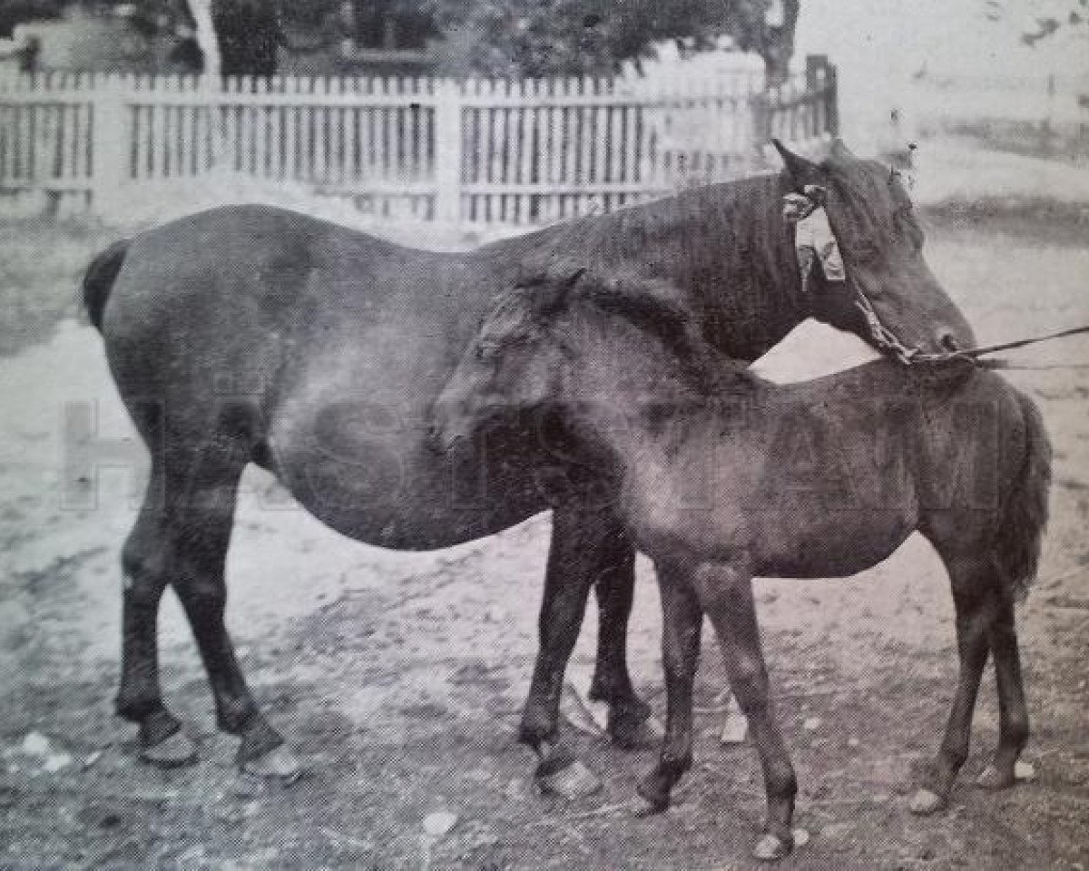 broodmare Sara RR 3 (Gotland Pony, 1890)