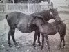 Zuchtstute Sara RR 3 (Gotland-Pony, 1890)