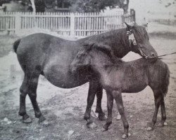Zuchtstute Sara RR 3 (Gotland-Pony, 1890)