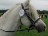 Springpferd Speedy (Welsh Pony (Sek.B), 2009, von Shamrock Mr. Oliver)