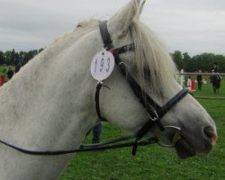 jumper Speedy (Welsh-Pony (Section B), 2009, from Shamrock Mr. Oliver)