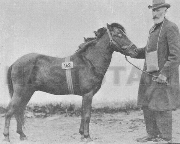 Deckhengst Olle RR 2 (Gotland-Pony, 1880)