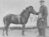 stallion Olle RR 2 (Gotland Pony, 1880)