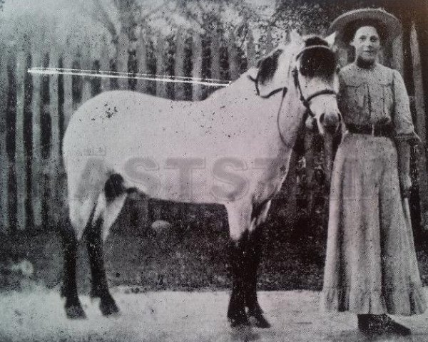 stallion Gullis RR 26 (Gotland Pony, 1905)