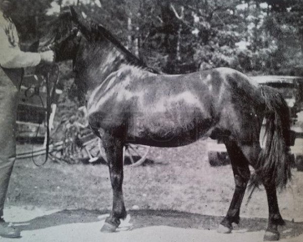 stallion Bellman 76 (Gotland Pony, 1928, from Algo RR 71)