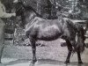 stallion Bellman 76 (Gotland Pony, 1928, from Algo RR 71)