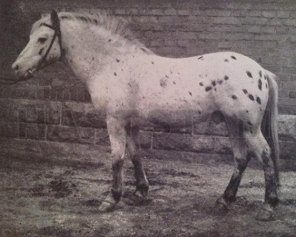 Deckhengst Baltzar RR 107 (Gotland-Pony, 1933, von Frej RR 86)