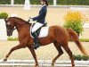 broodmare Cherie S (German Riding Pony, 2009, from Charivari)