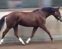 dressage horse Utopia (Bavarian, 2011, from Disco-Boy)