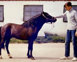 stallion Raggen (Gotland Pony, 1945, from Nils Dacke)