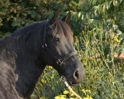 broodmare Miranda f.Boskfjild (Friese, 1996, from Thomas)