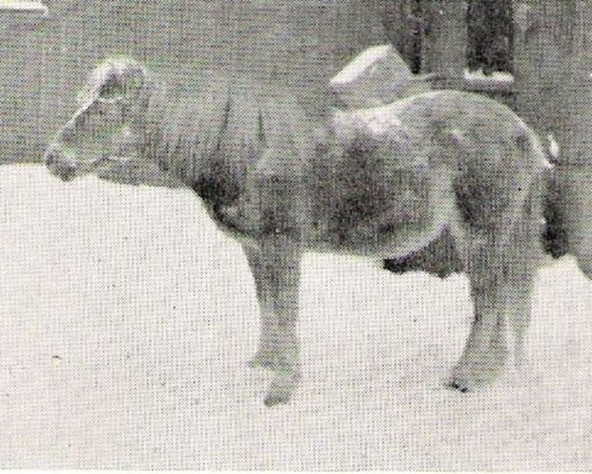 broodmare Freja 270 (Gotland Pony, 1931, from Frej RR 86)