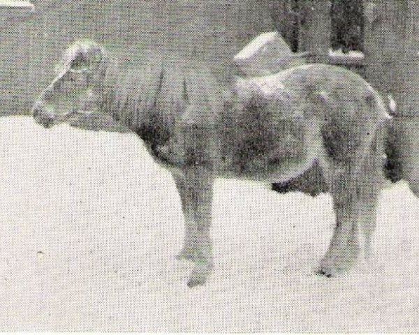 Zuchtstute Freja 270 (Gotland-Pony, 1931, von Frej RR 86)