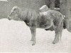 broodmare Freja 270 (Gotland Pony, 1931, from Frej RR 86)