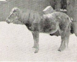 broodmare Freja 270 (Gotland Pony, 1931, from Frej RR 86)