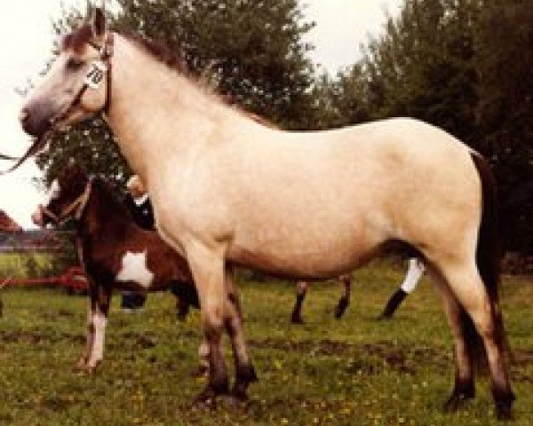 broodmare Dorina 1870 (Gotland Pony, 1972, from Marino RR 213)