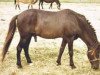 stallion Rollo RR 143 (Gotland Pony, 1956, from Friskus RR 103)