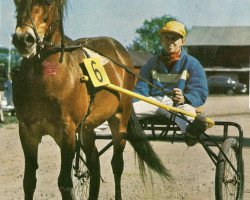 Deckhengst Dröm (Gotland-Pony, 1952, von Klippman)