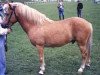 stallion Pågen 208 (Gotland Pony, 1964, from Piccolo)