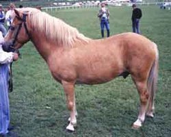 stallion Pågen 208 (Gotland Pony, 1964, from Piccolo)